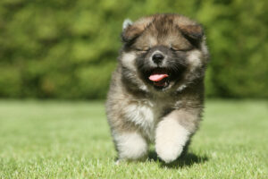 Potty Training a Puppy