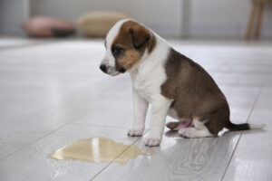 How to potty train a puppy to go outside