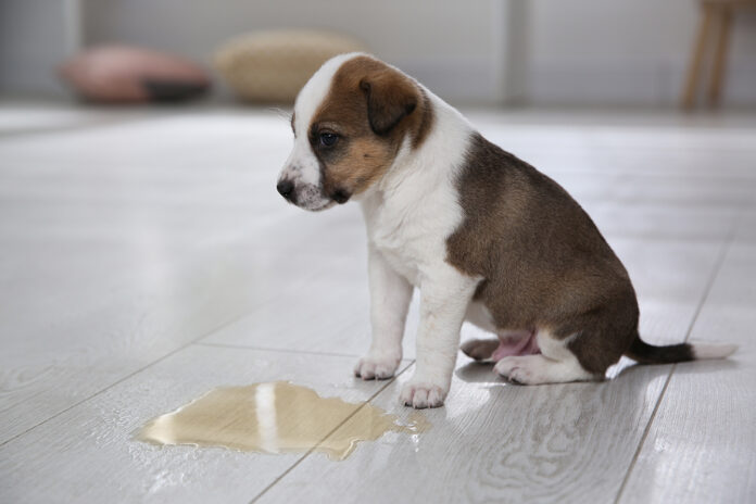 How to potty train a puppy to go outside