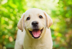 teach your puppy to go potty