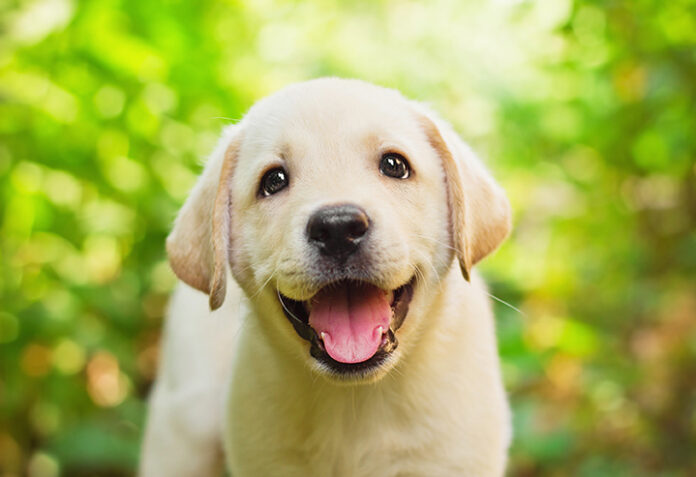 teach your puppy to go potty