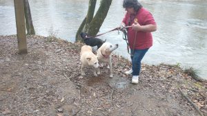 Hiking with your dogs