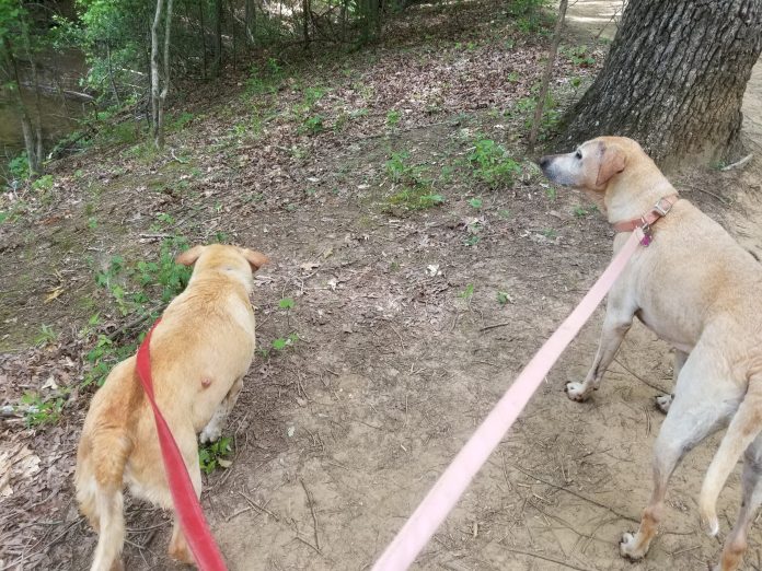 Hiking with your dog