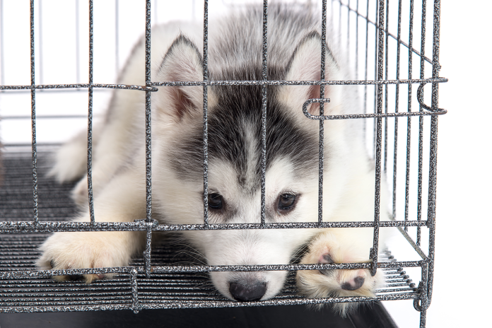 puppy training