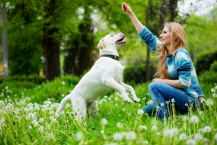 best way to train a dog