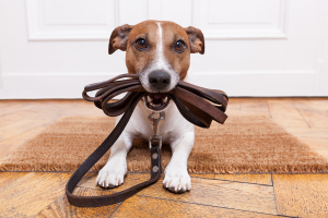 steps to training a dog