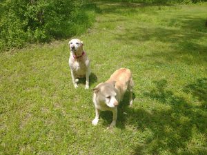 dogs risk with flea and ticks