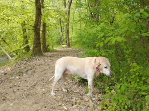 flea and ticks and dogs